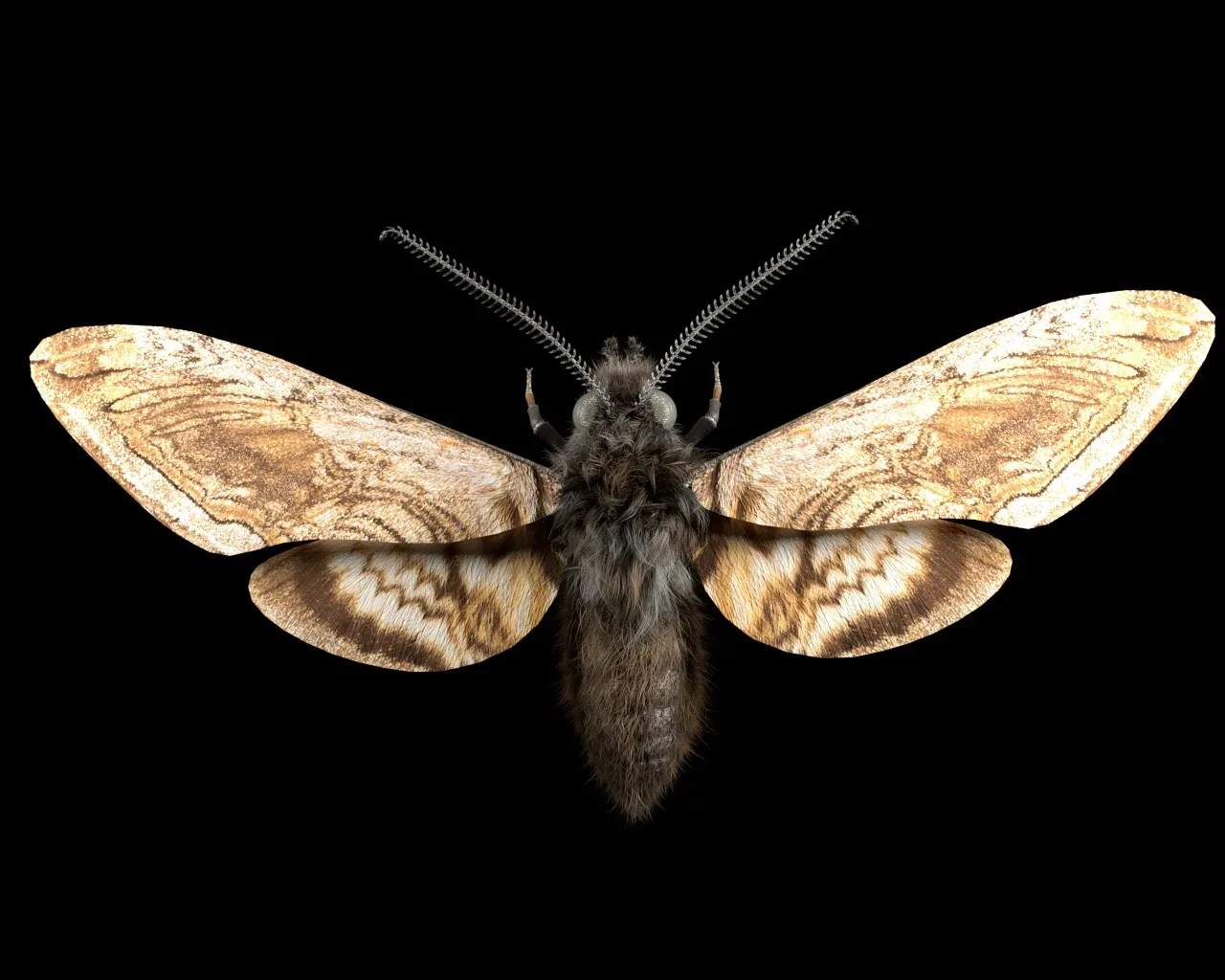 Moth insects rigged 3d model