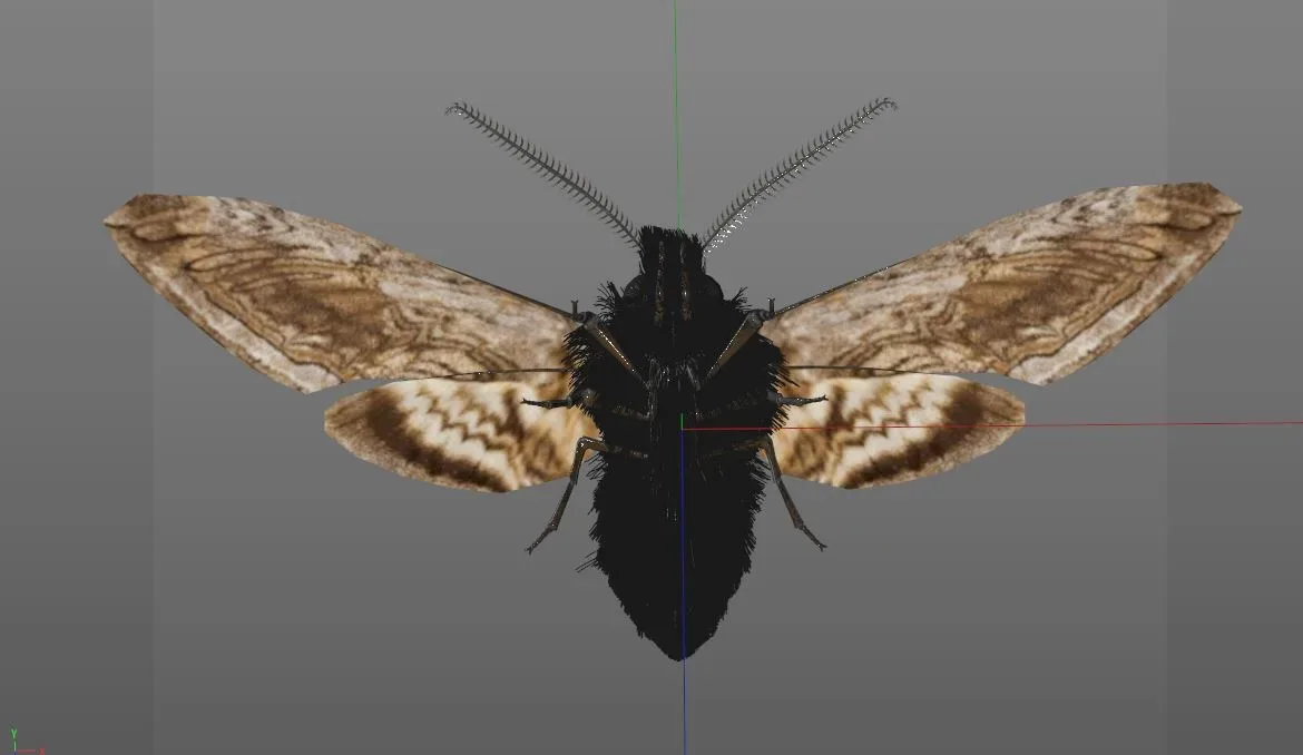 Moth insects rigged 3d model