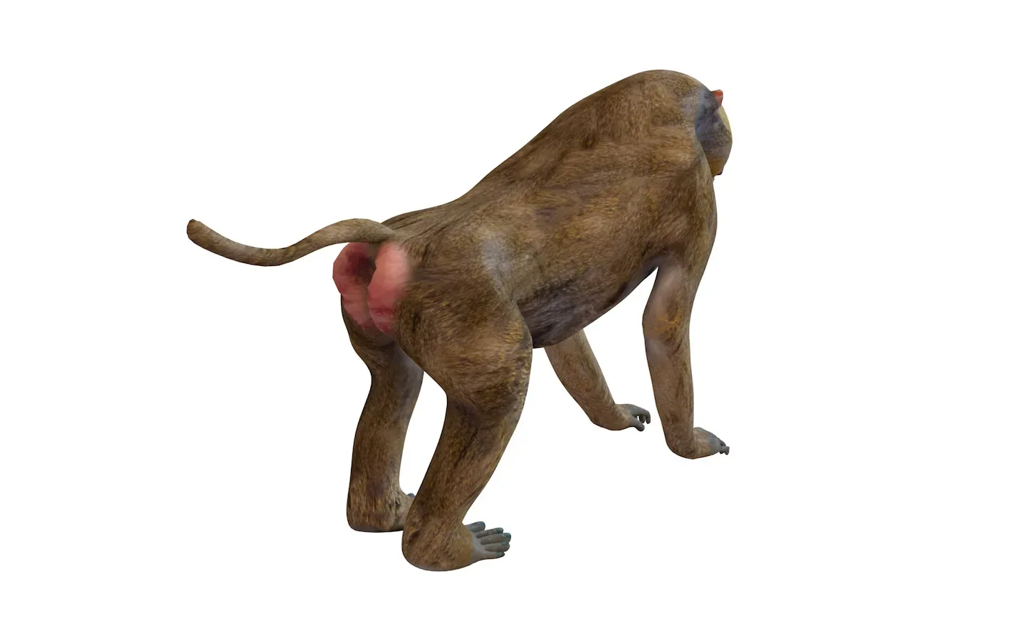 Baboon Monkey Rigged 3d model