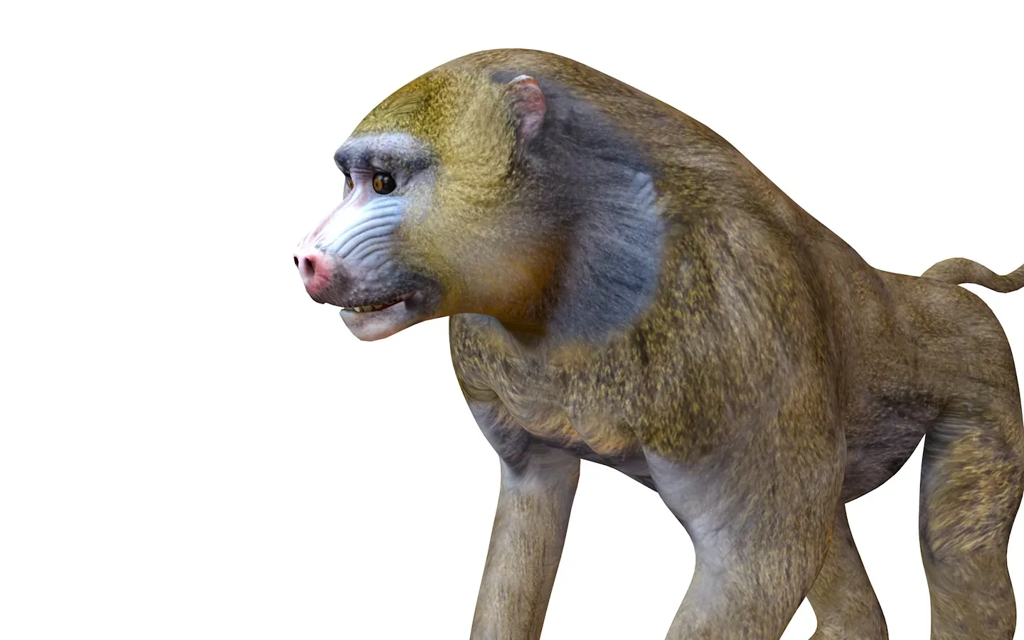 Baboon Monkey Rigged 3d model