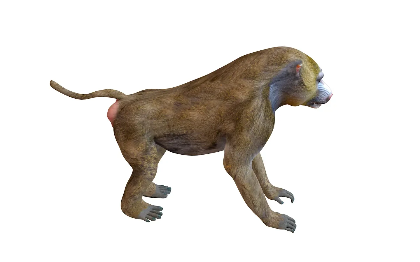 Baboon Monkey Rigged 3d model