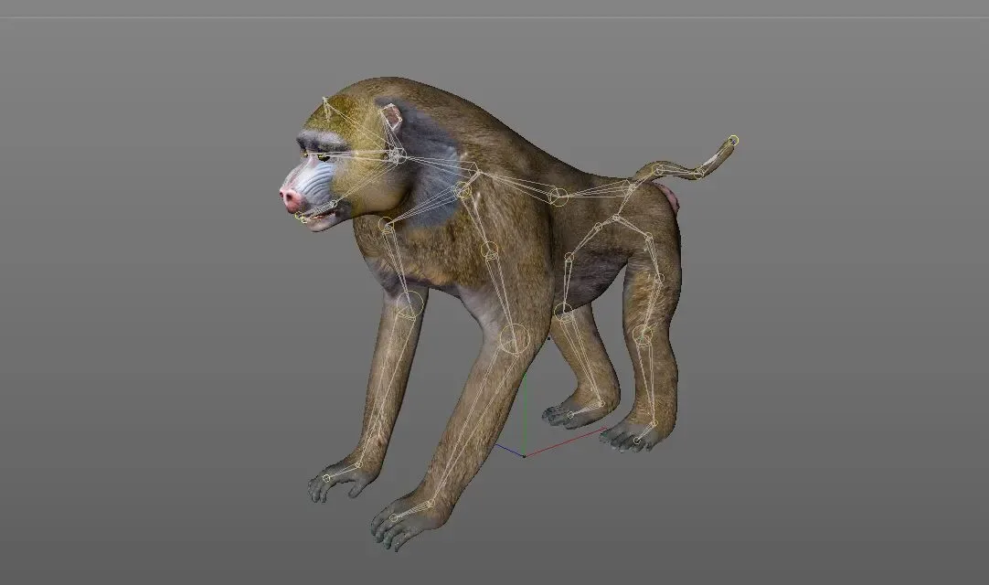 Baboon Monkey Rigged 3d model