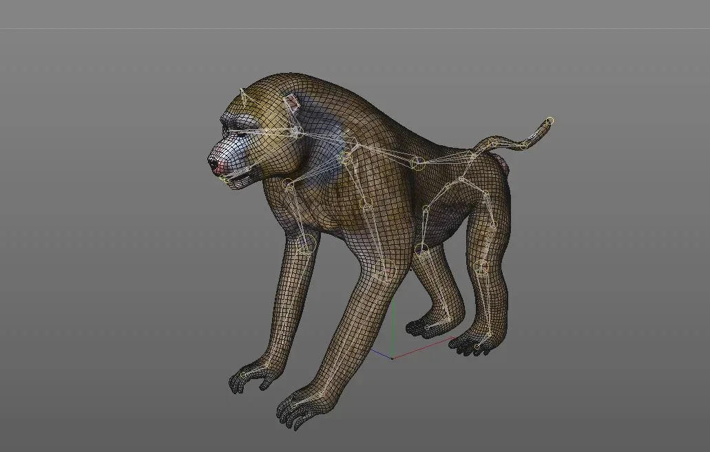 Baboon Monkey Rigged 3d Model Flippednormals