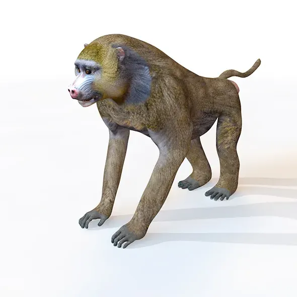 Baboon Monkey Rigged 3d model