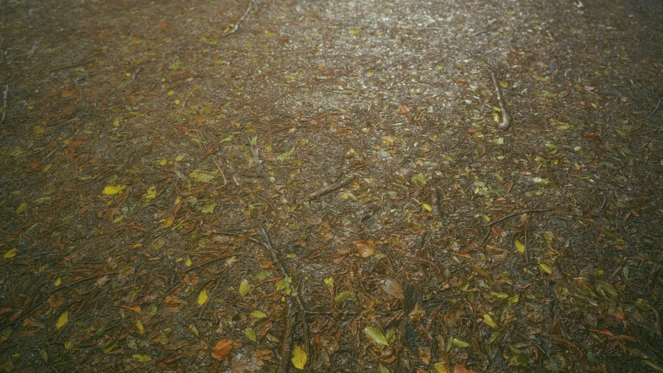 Texture Damp Leafy Creek Bed