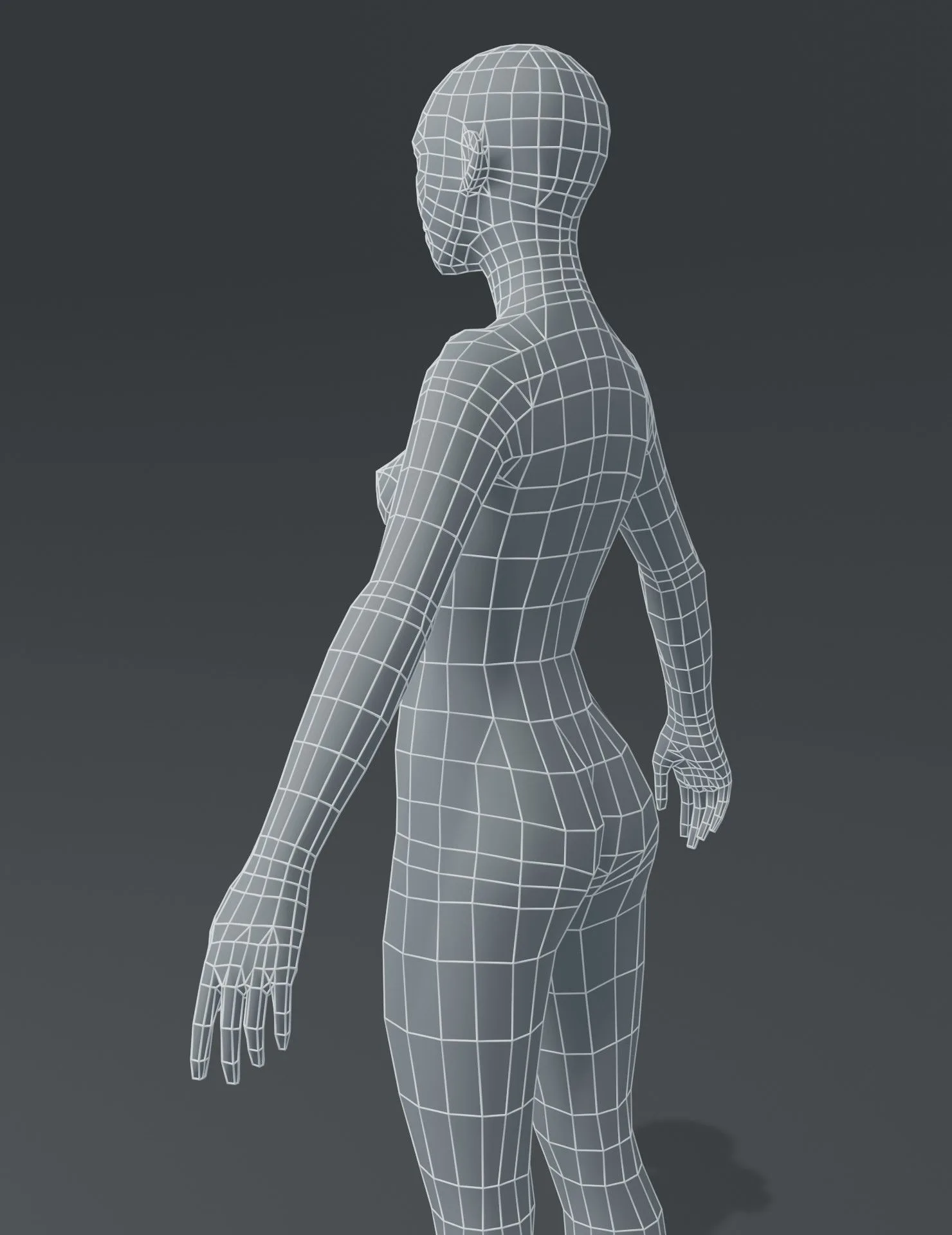 Male and Female Body Base Mesh 3D Model