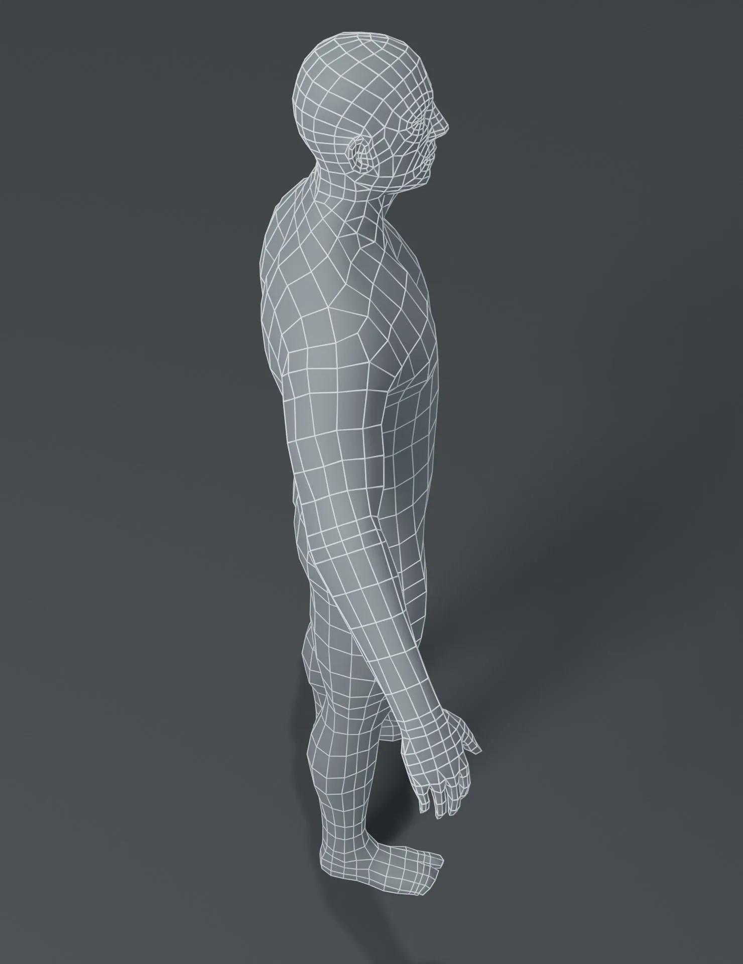 Male and Female Body Base Mesh 3D Model