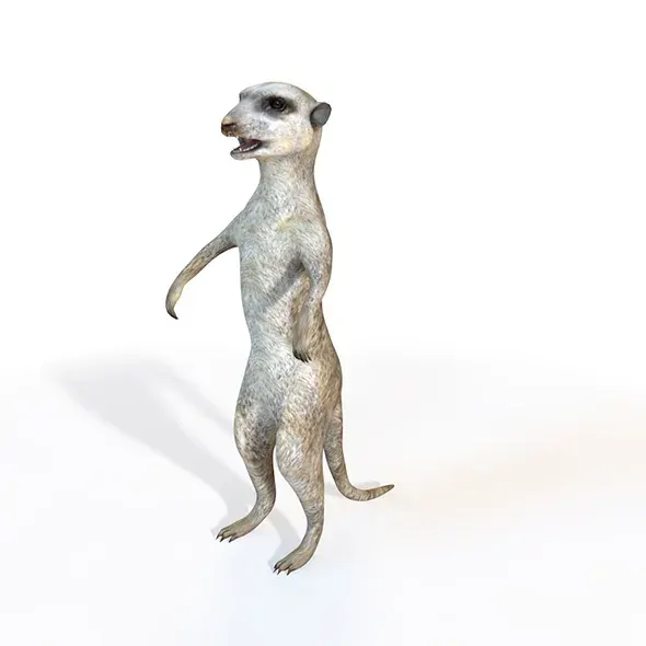 Meerkat rigged 3d model