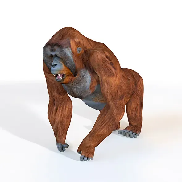 Orangutan rigged 3d model