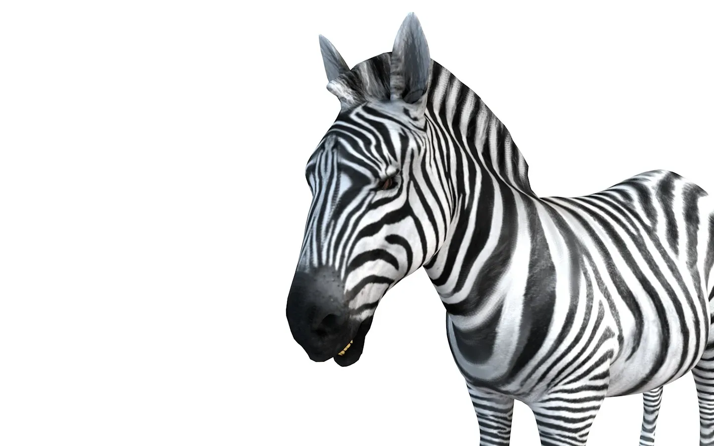 Zebra rigged 3d model