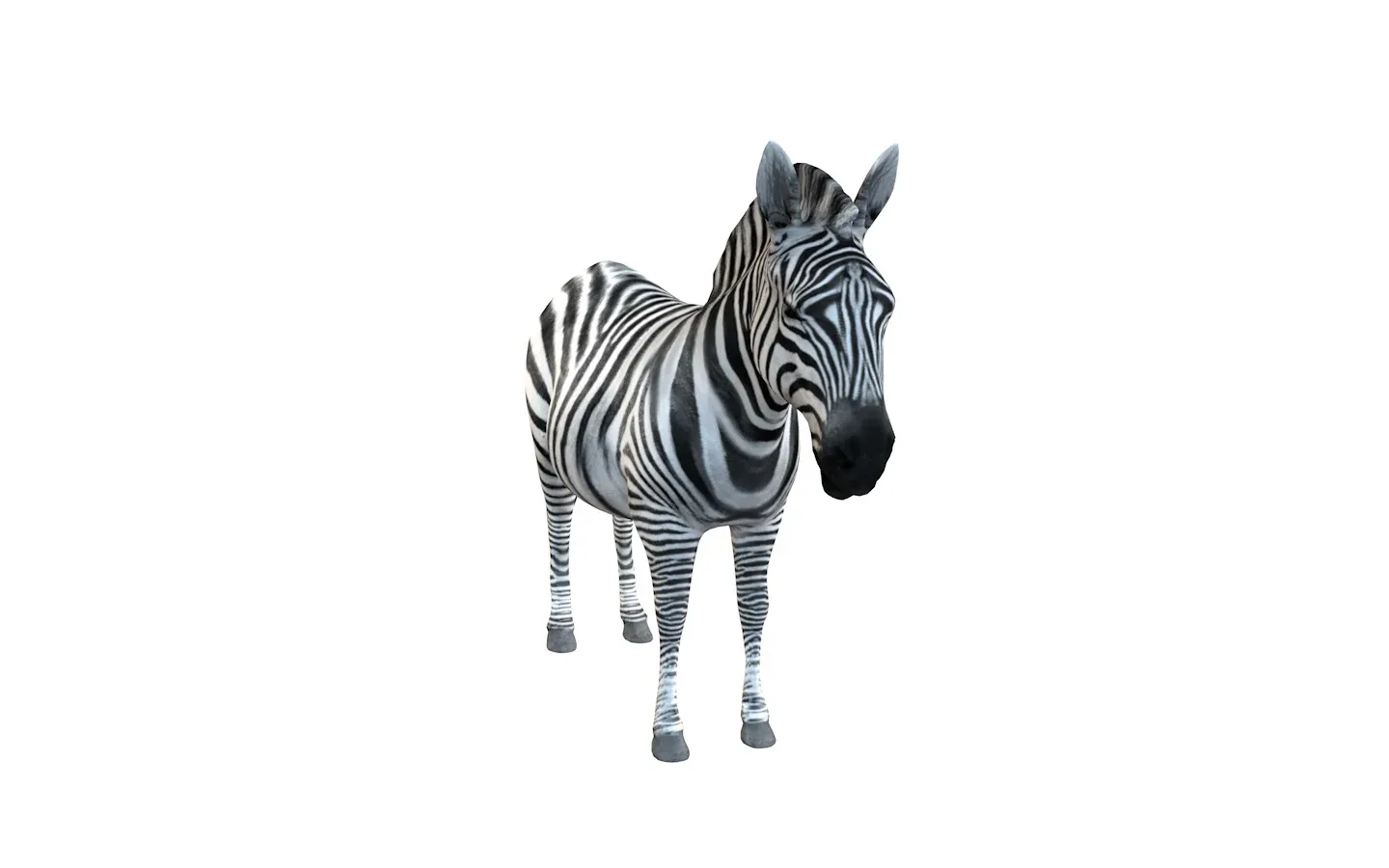 Zebra rigged 3d model