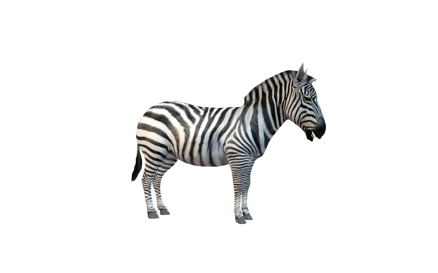 Zebra rigged 3d model