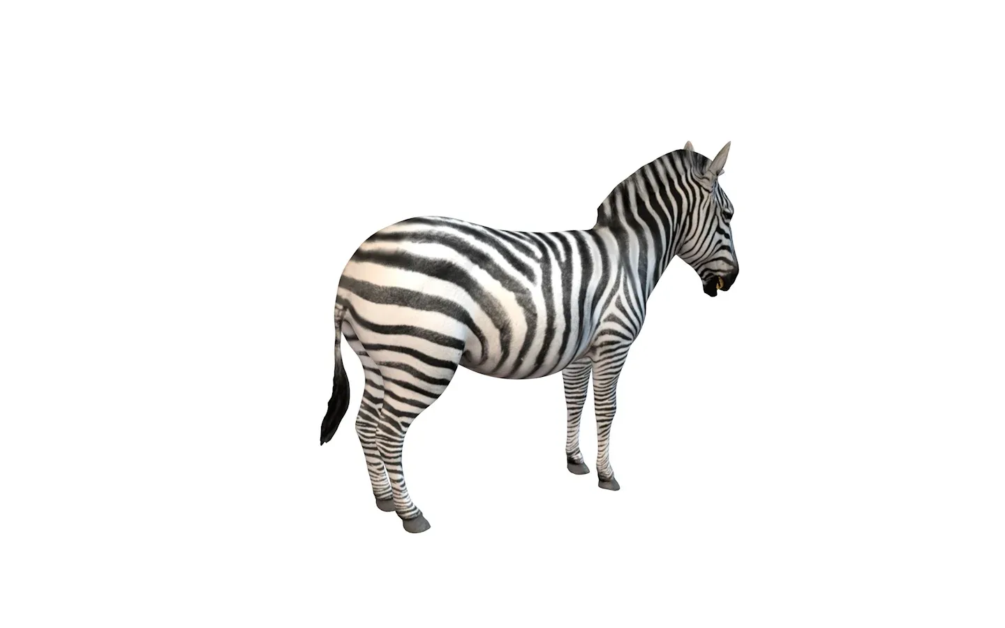 Zebra rigged 3d model
