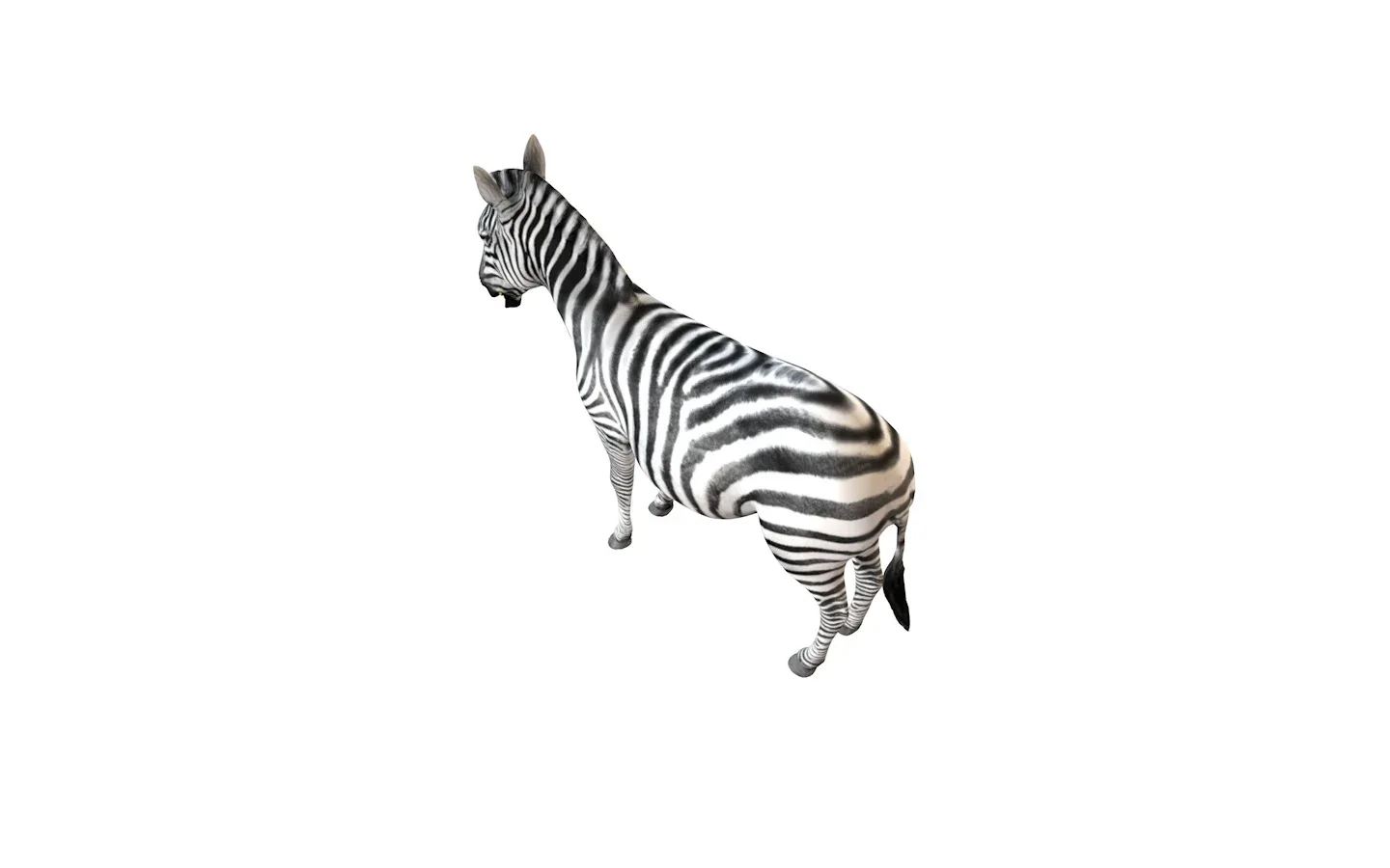 Zebra rigged 3d model