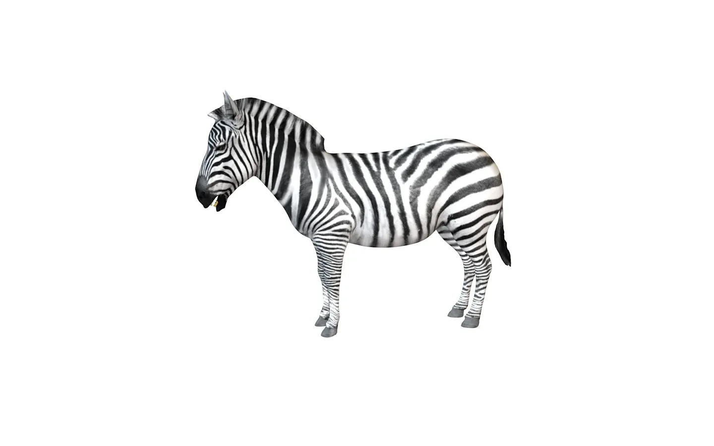 Zebra rigged 3d model