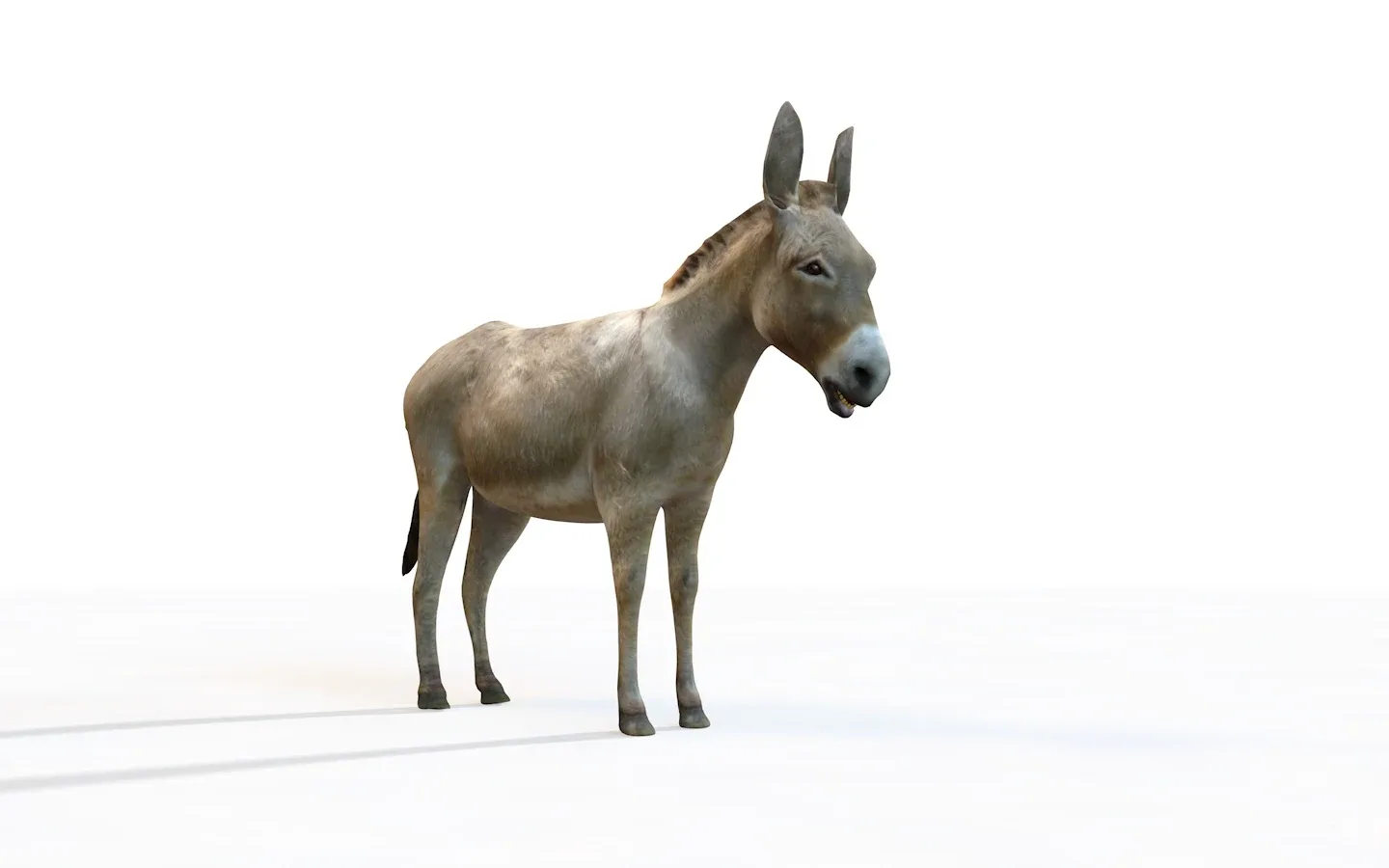 25 Animal rigged collection 3d model