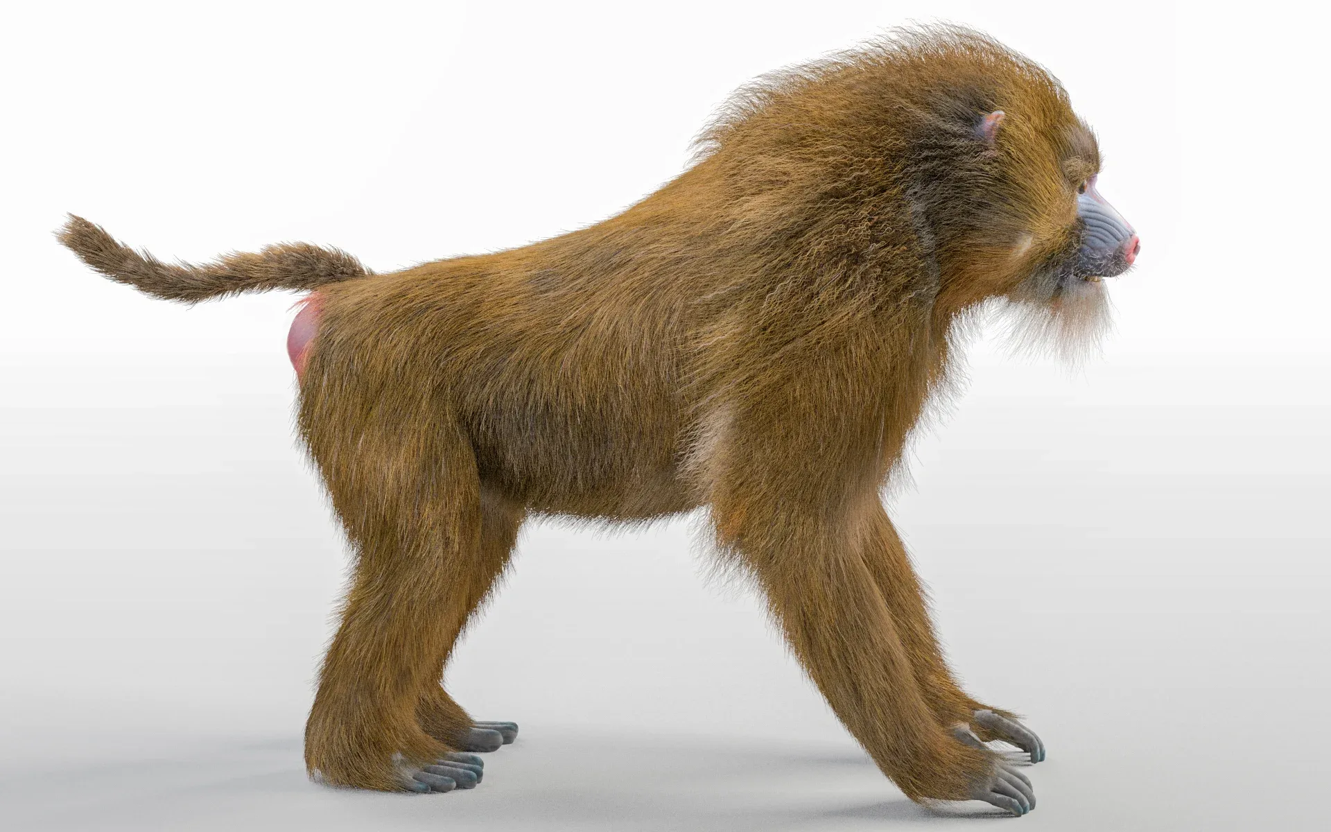 Baboon Monkey hair fur rigged 3d model