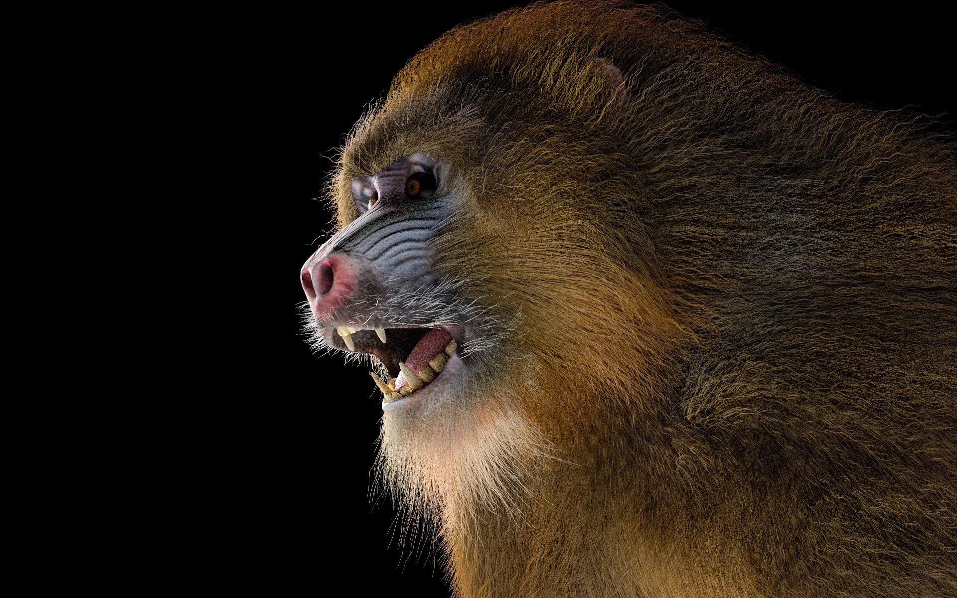 Baboon Monkey hair fur rigged 3d model