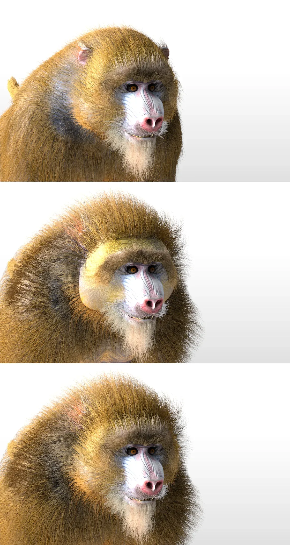 Baboon Monkey hair fur rigged 3d model