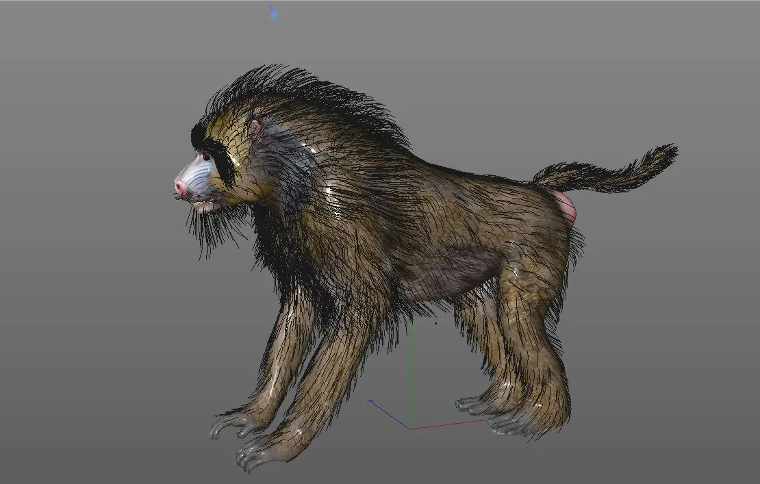 Baboon Monkey hair fur rigged 3d model