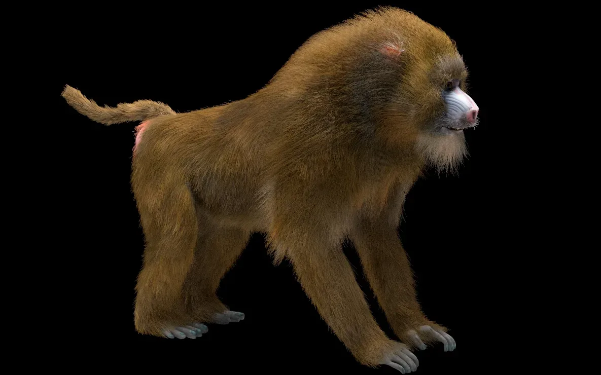 Baboon Monkey hair fur rigged 3d model