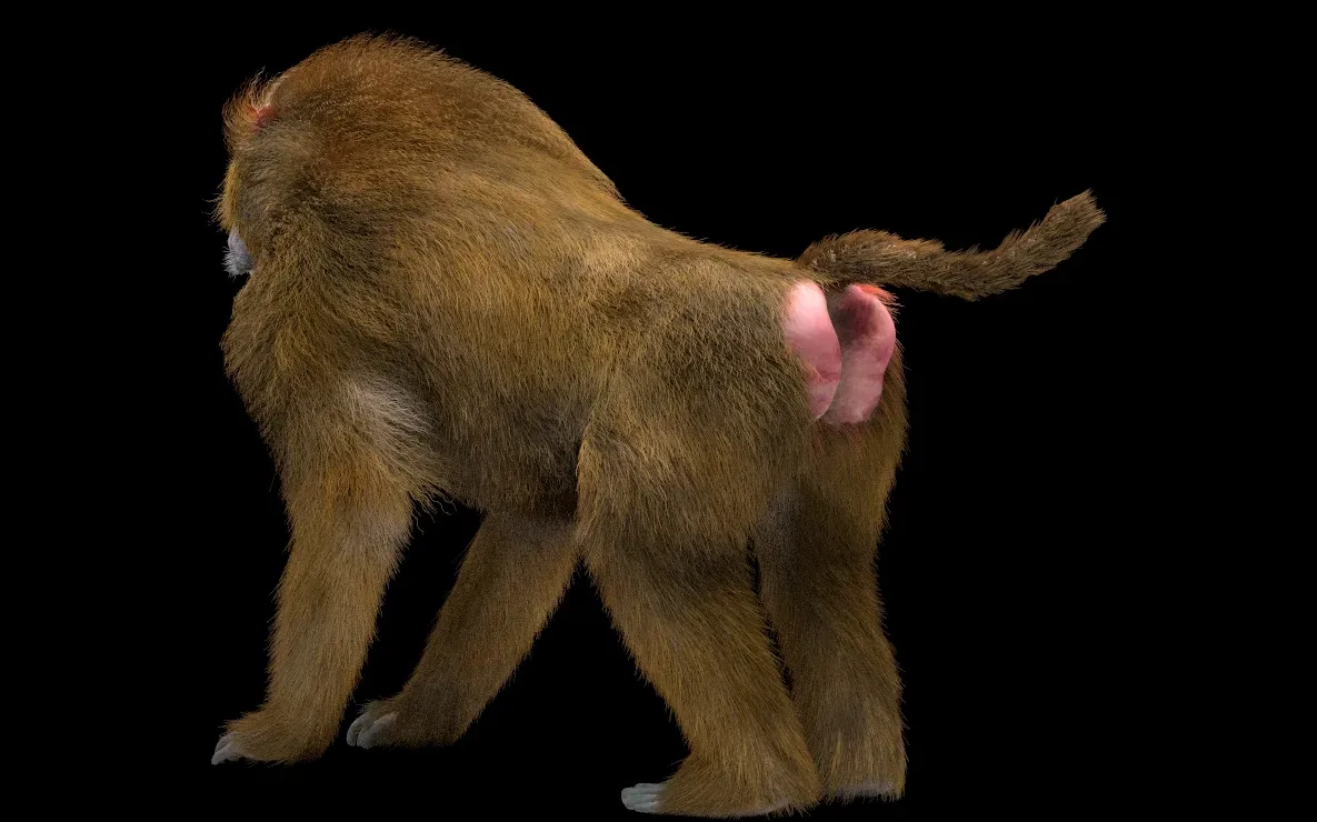 Baboon Monkey hair fur rigged 3d model