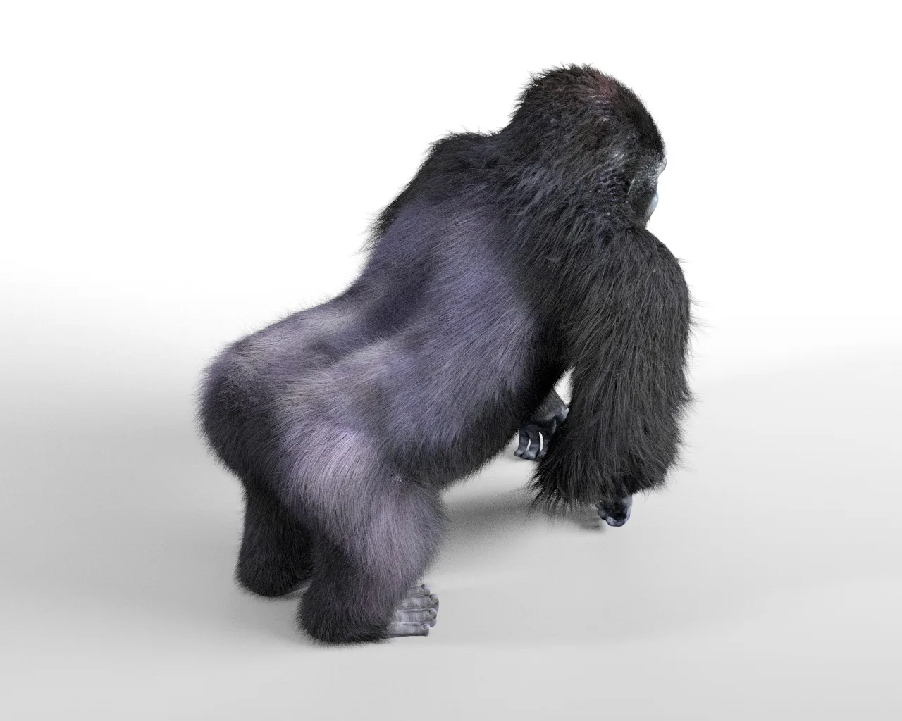 Gorilla hair fur rigged 3d model