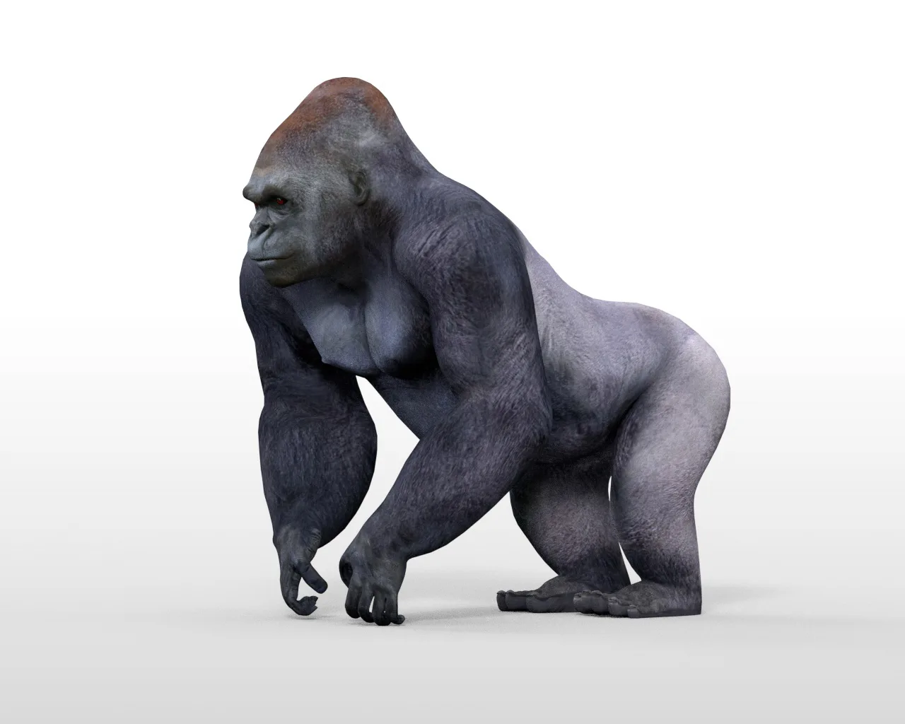 Gorilla hair fur rigged 3d model