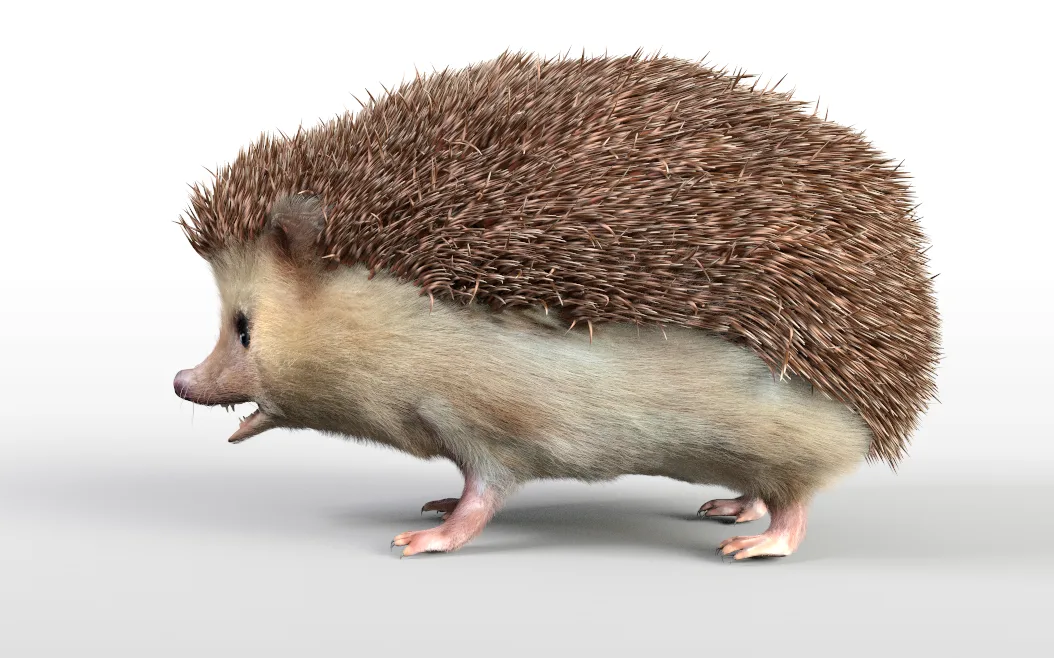 Hedgehog hair fur rigged 3d model