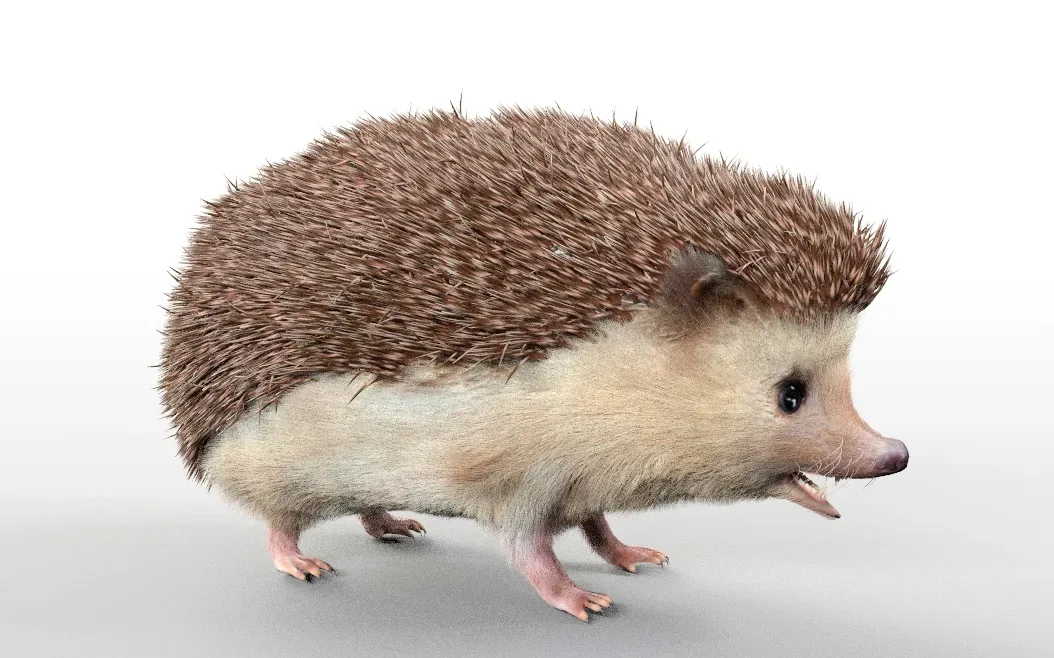 Hedgehog hair fur rigged 3d model