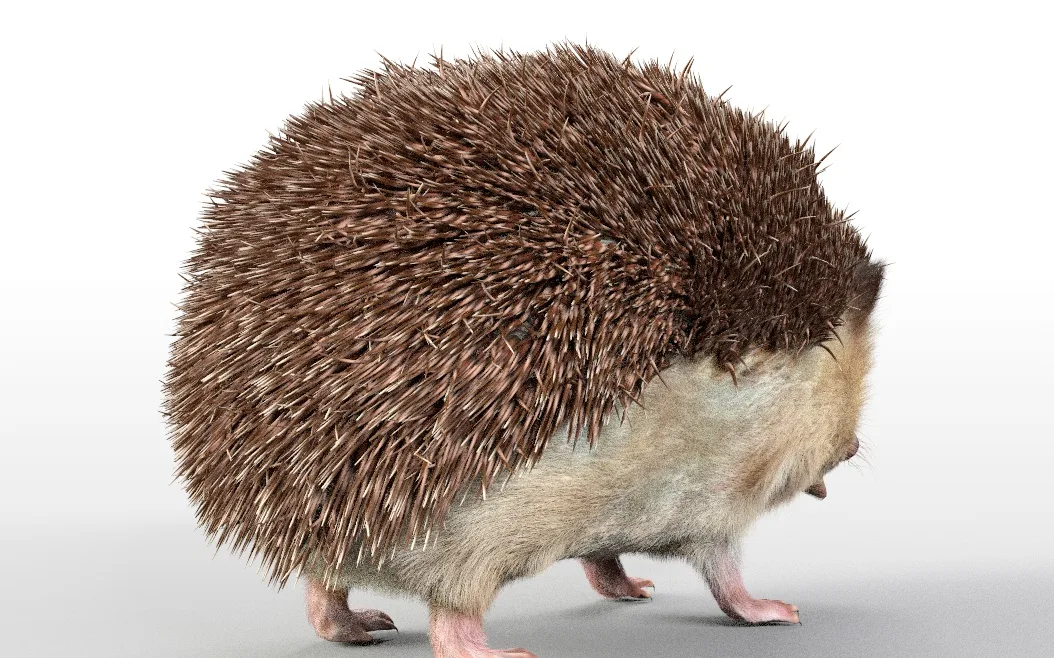 Hedgehog hair fur rigged 3d model