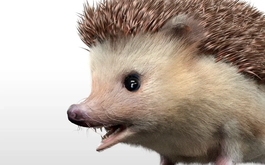 Hedgehog hair fur rigged 3d model