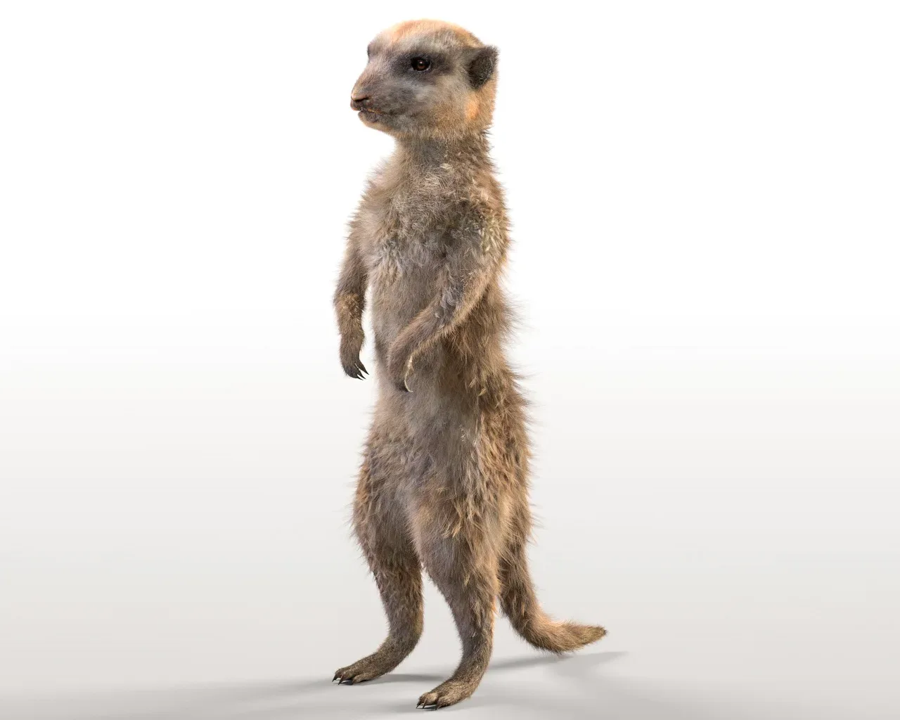 Meerkat hair fur rigged 3d model