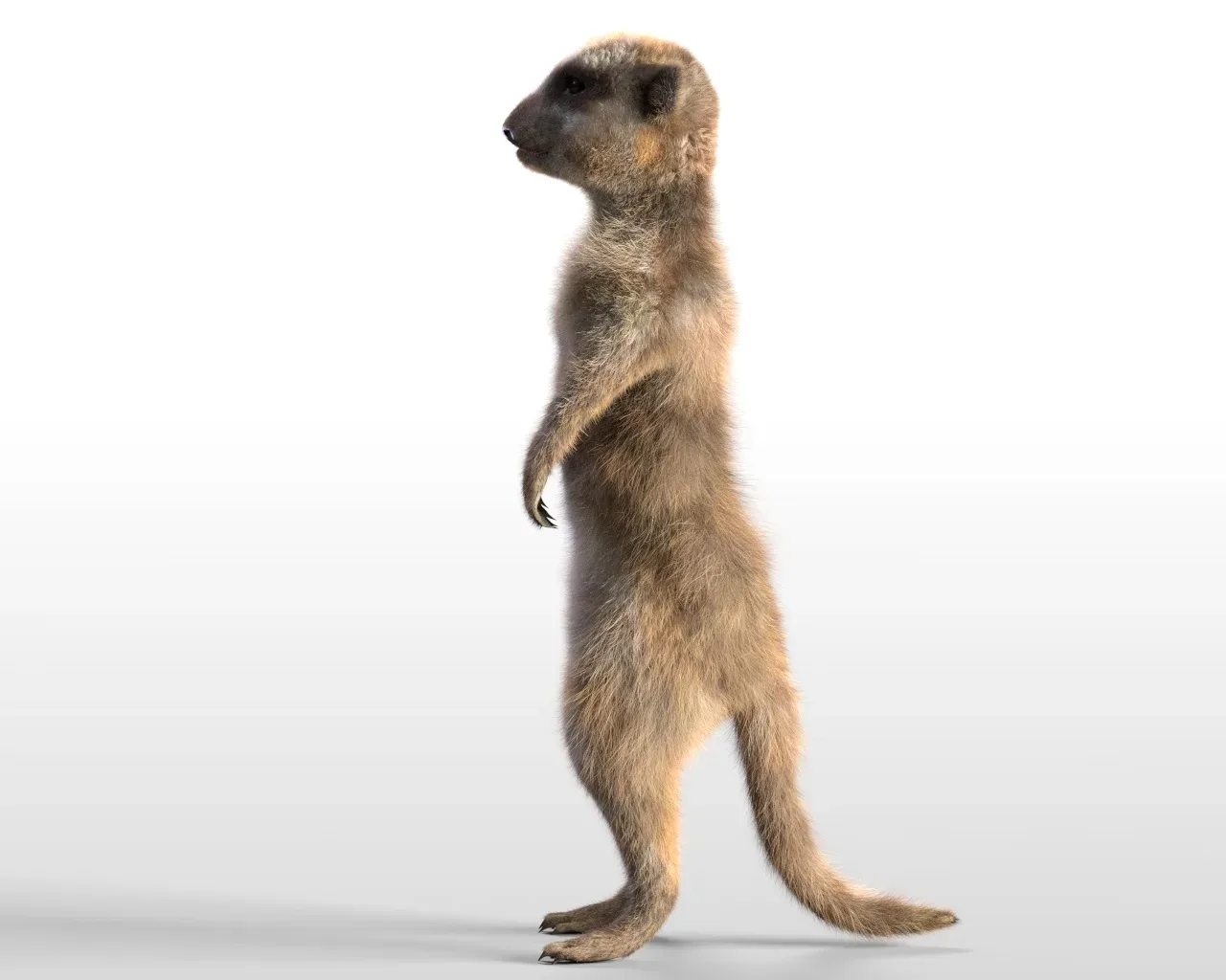 Meerkat hair fur rigged 3d model