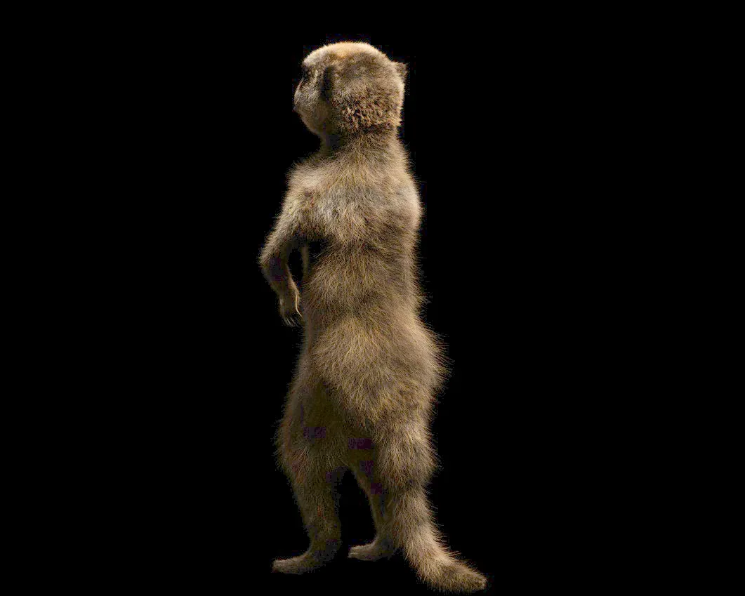 Meerkat hair fur rigged 3d model