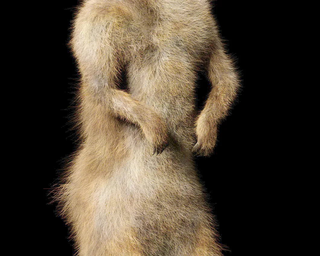 Meerkat hair fur rigged 3d model