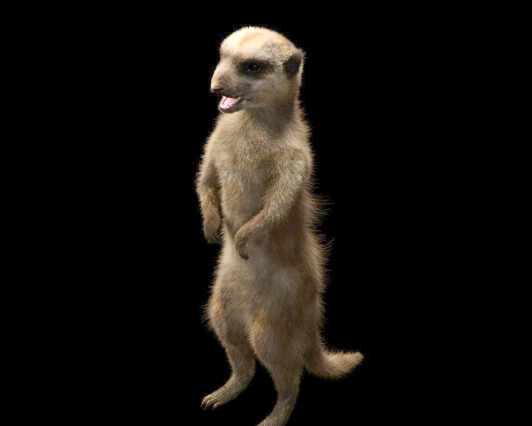 Meerkat hair fur rigged 3d model