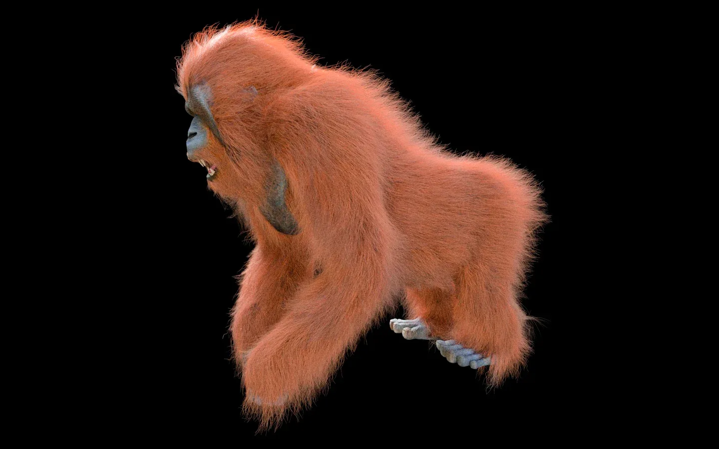 Orangutan hair fur rigged 3d model