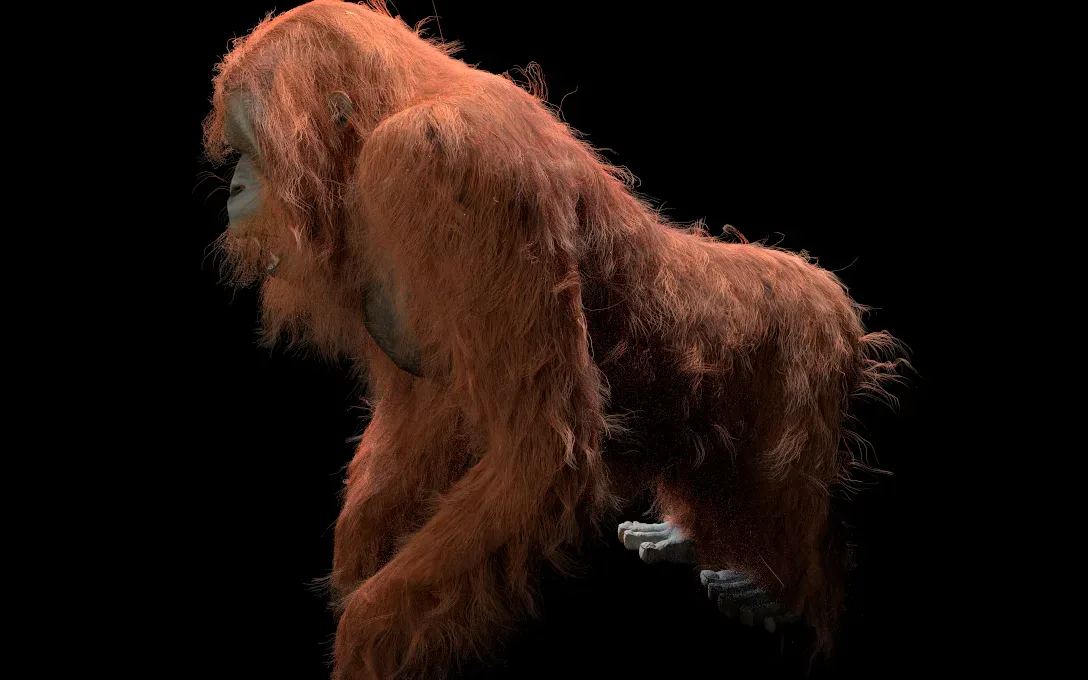 Orangutan hair fur rigged 3d model