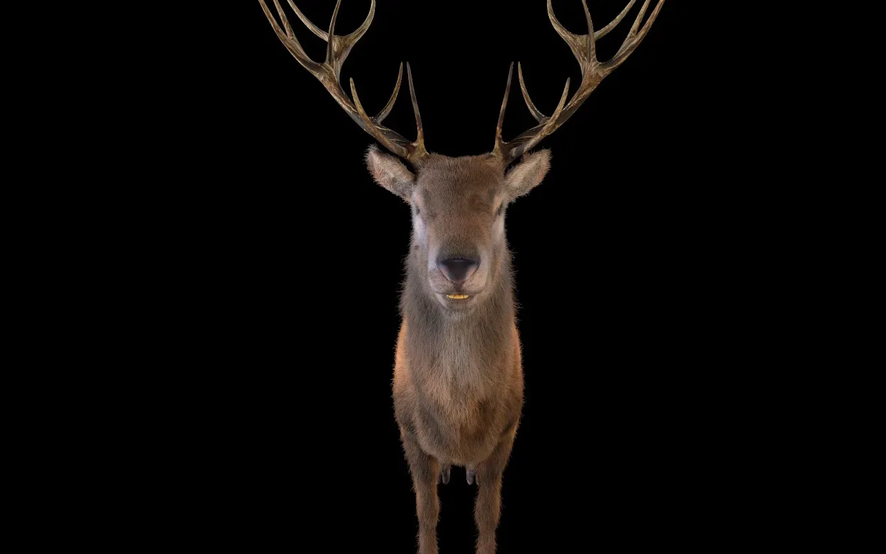 Stag hair fur rigged 3d model