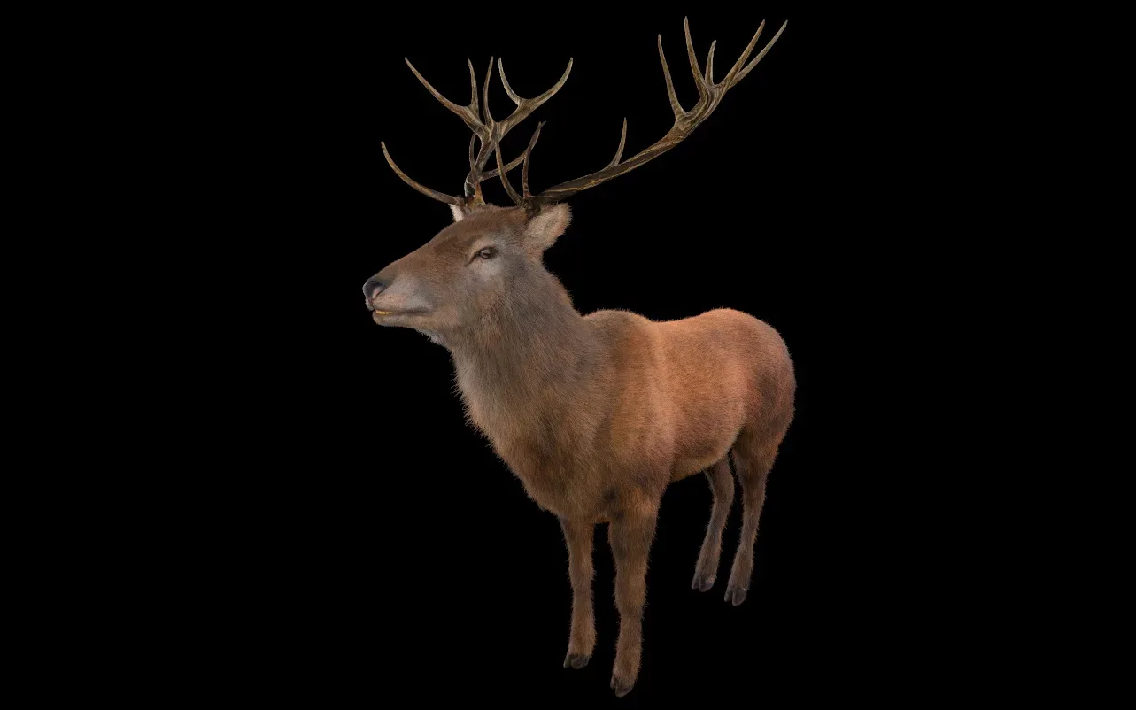 Stag hair fur rigged 3d model