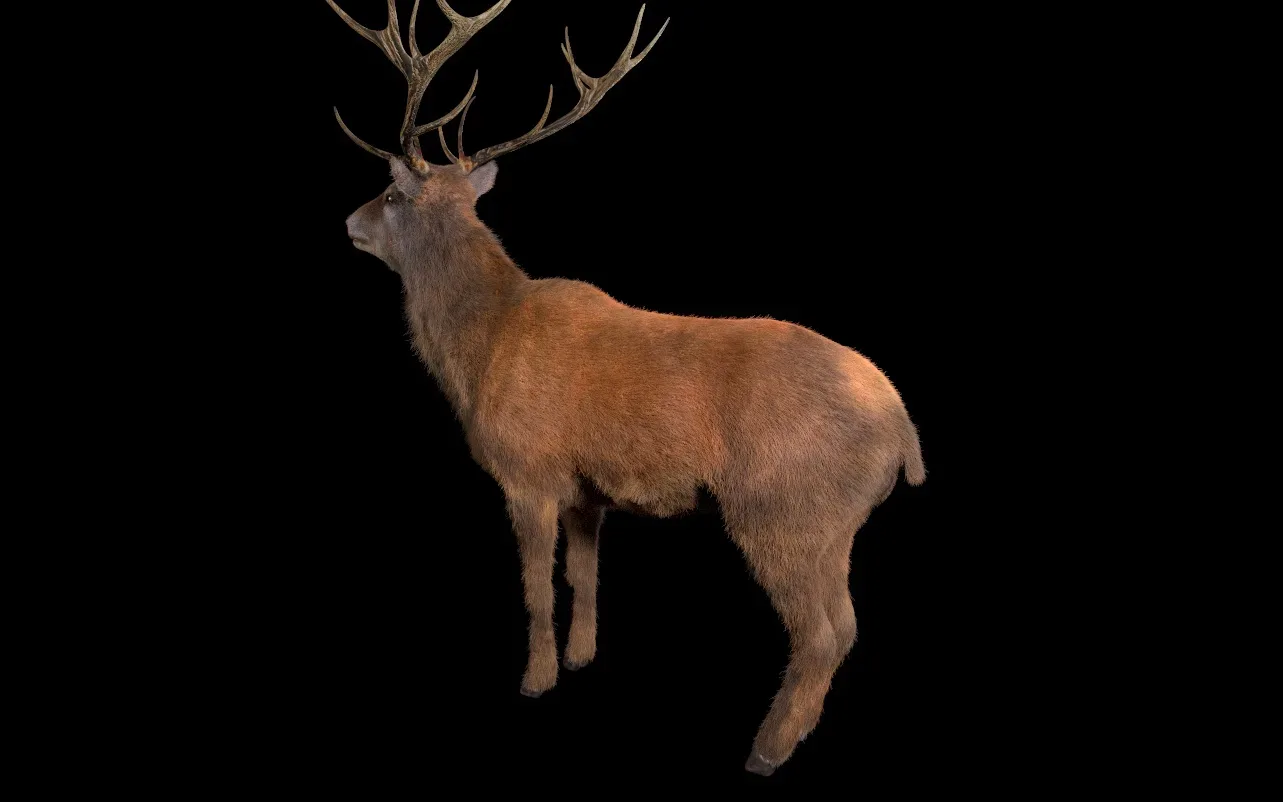 Stag hair fur rigged 3d model