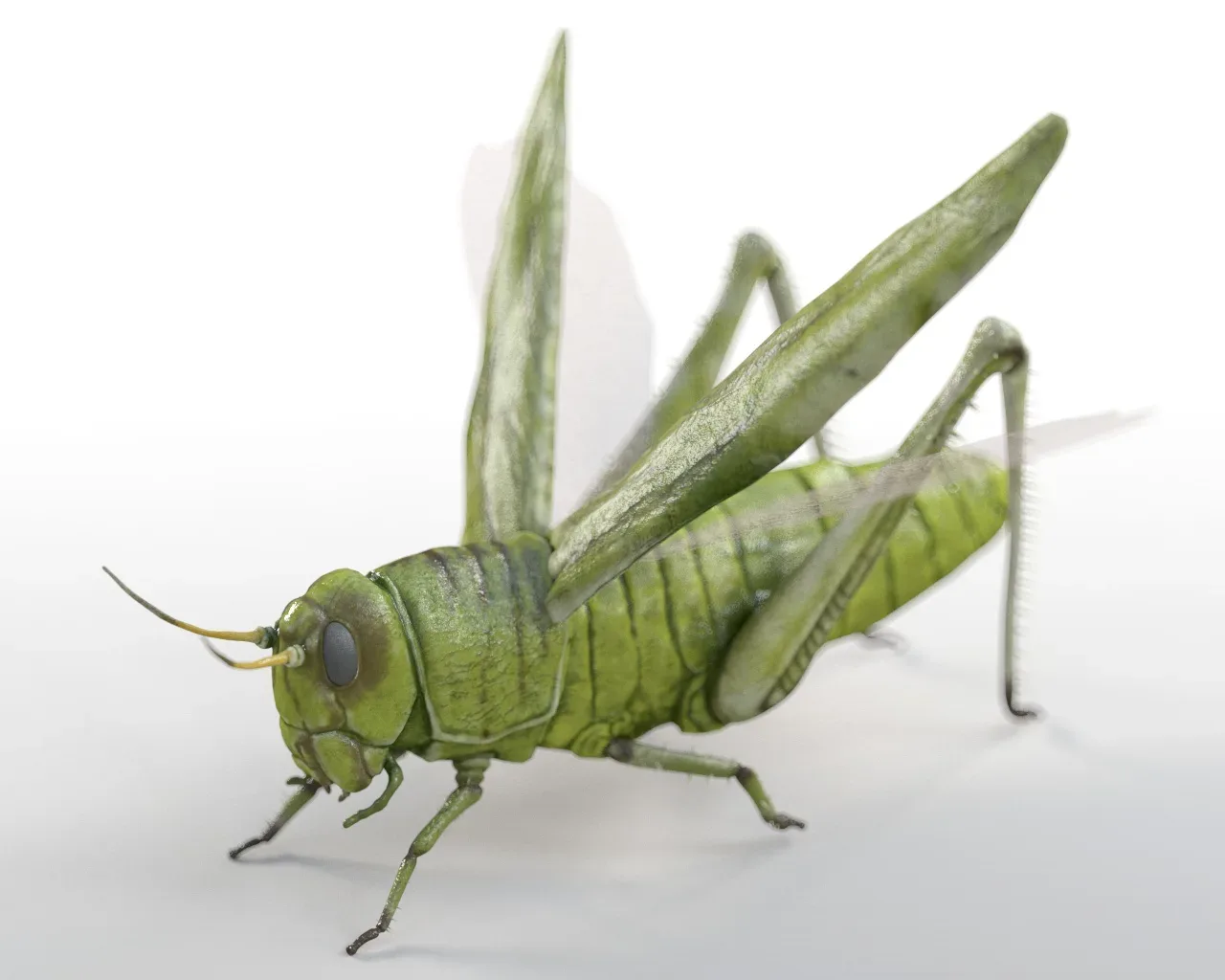 25 Insects collection 3d model