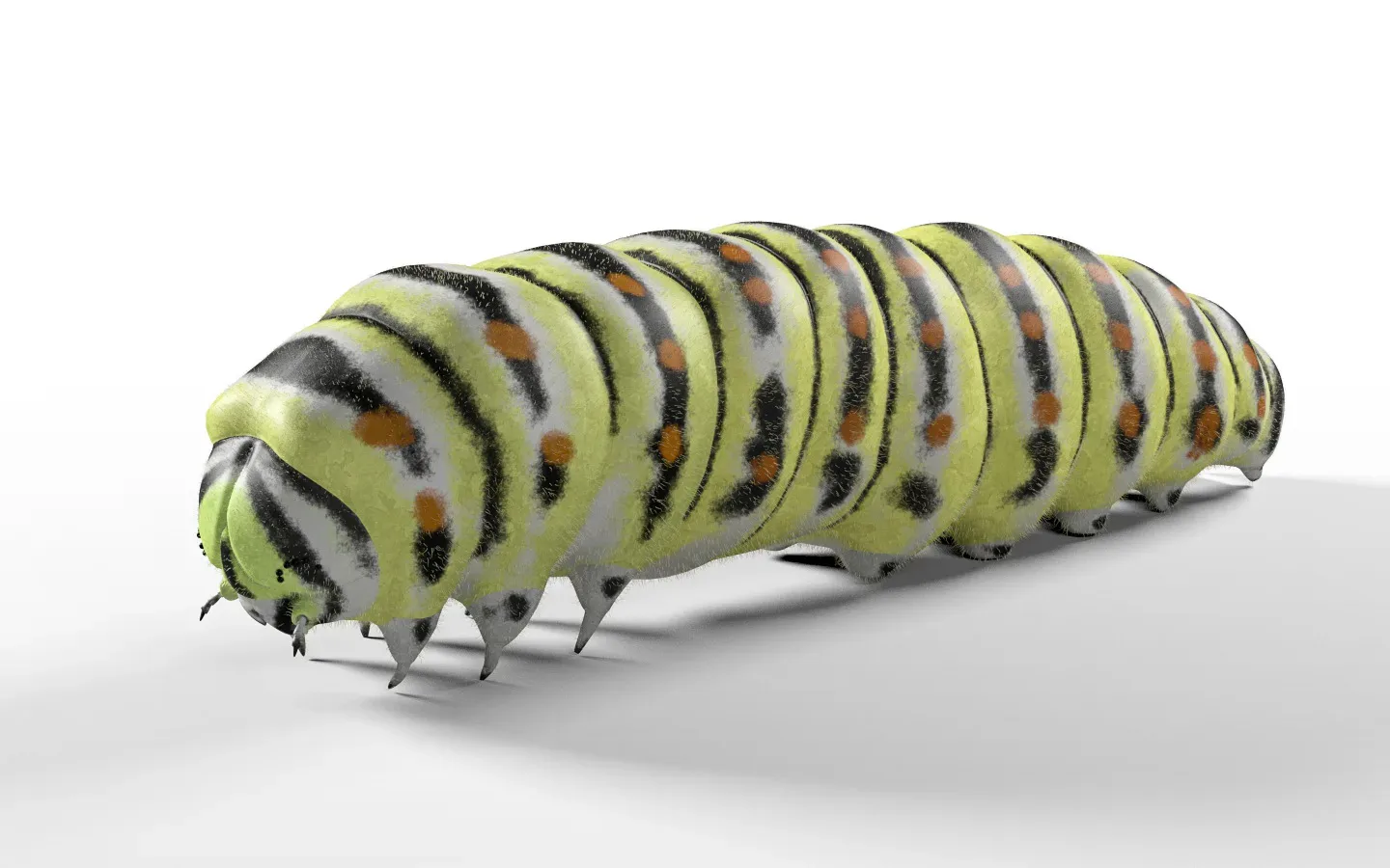 25 Insects collection 3d model