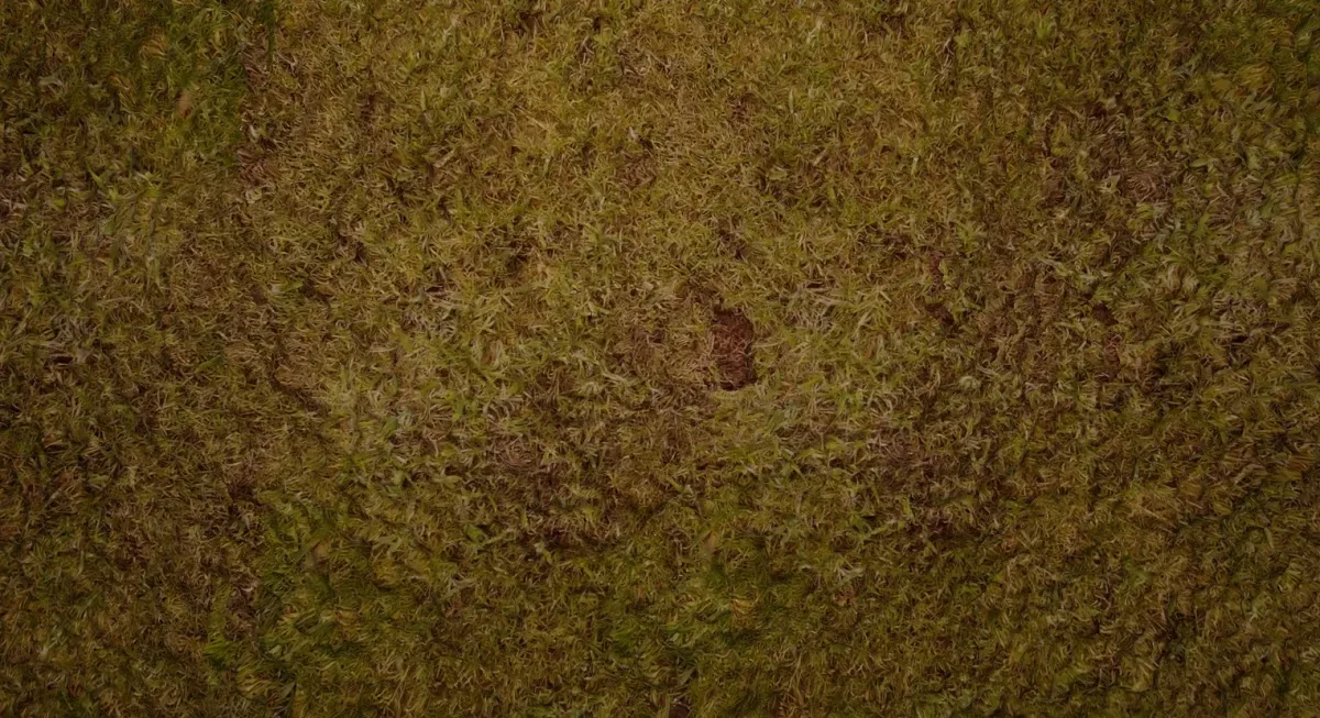 Patch Of Grass