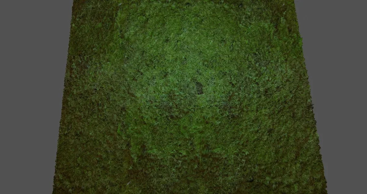 Patch Of Grass