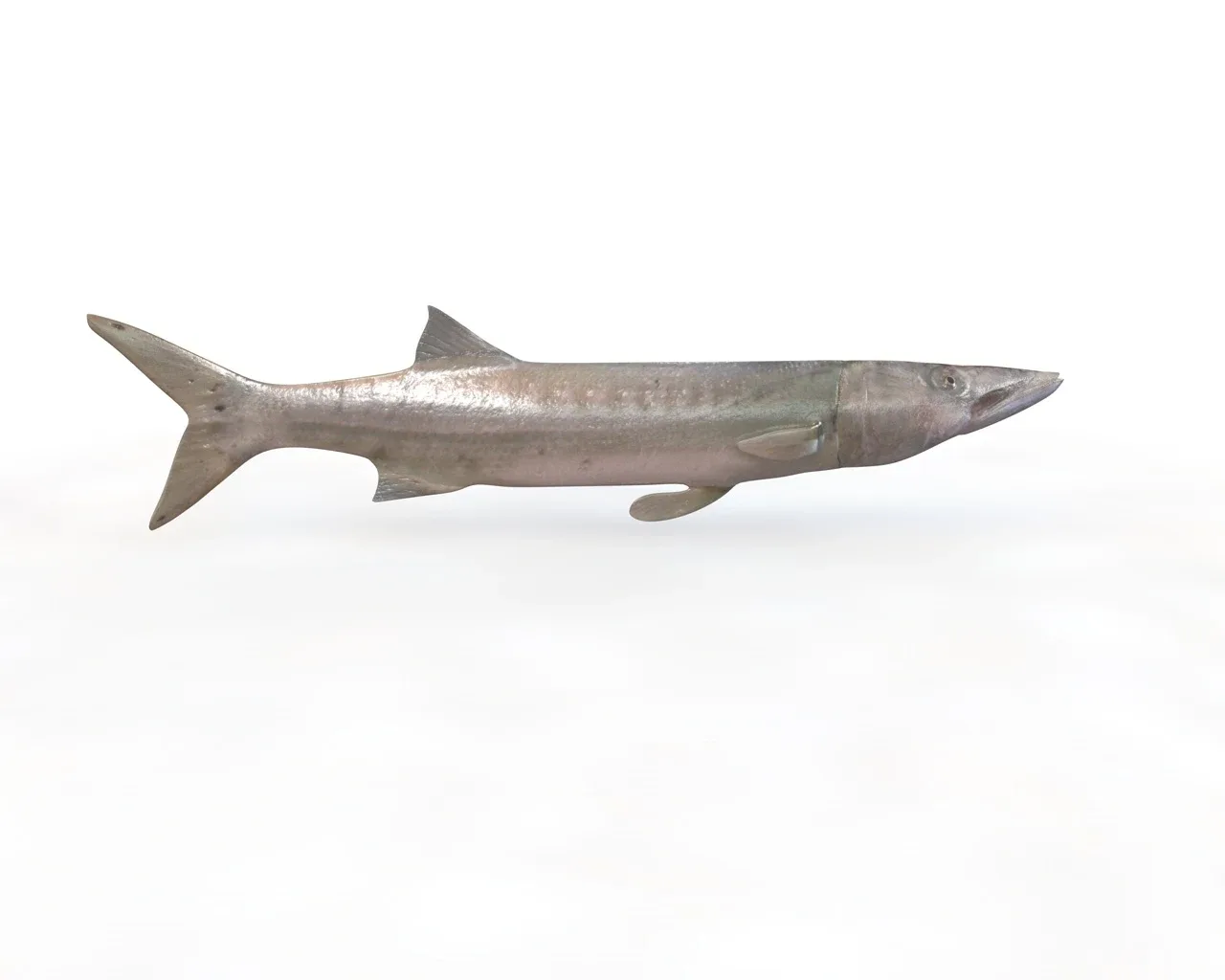 Barracuda fish 3d model