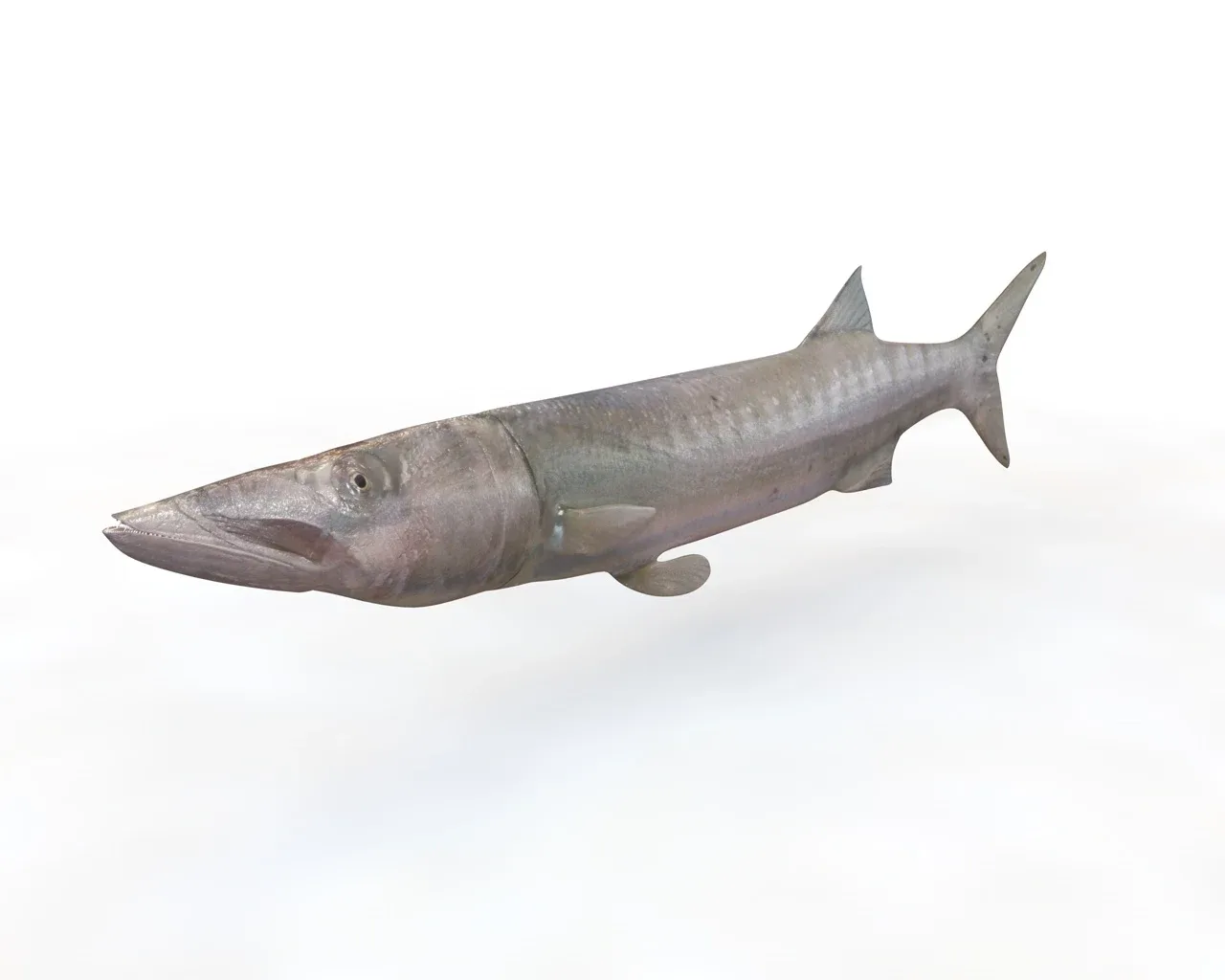 Barracuda fish 3d model