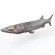 Barracuda fish 3d model