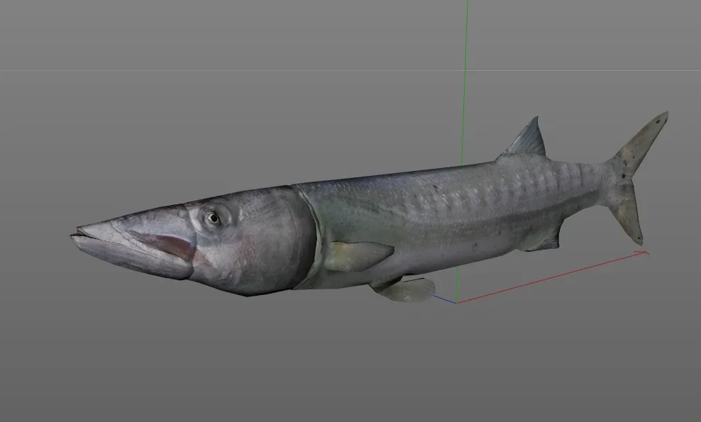 Barracuda fish 3d model